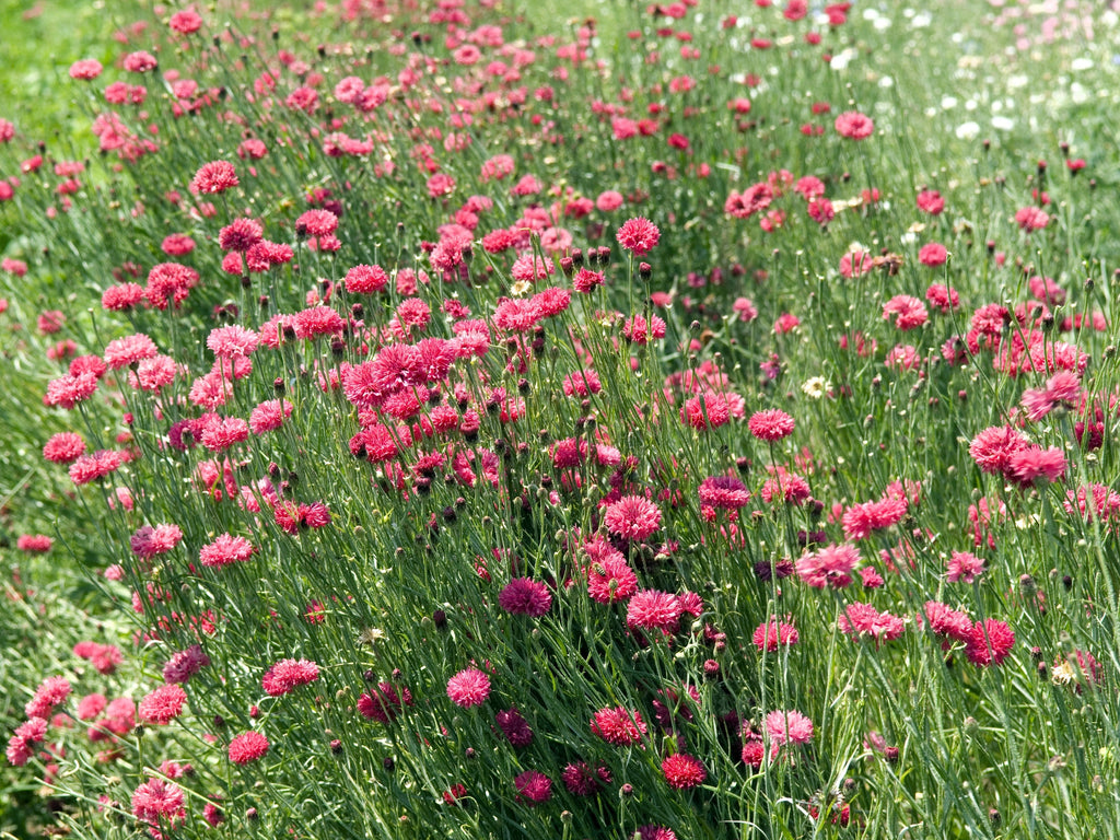 750 Red BACHELOR'S BUTTON / CORNFLOWER Centaurea Cyanus Flower Seeds