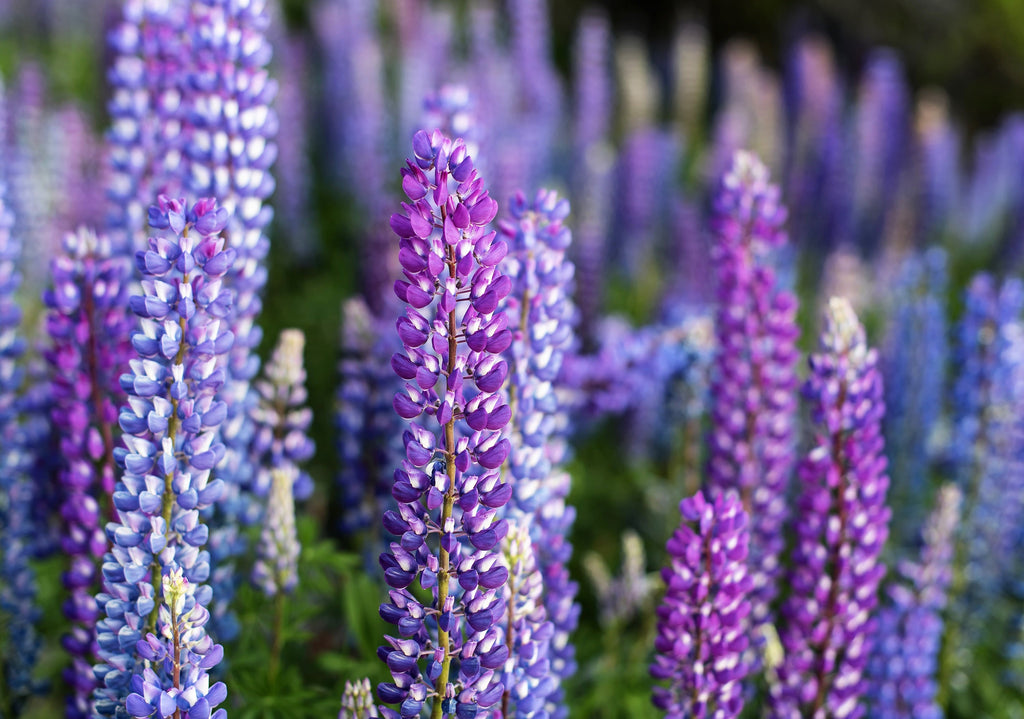 100 PERENNIAL LUPINE Blue Violet Lupinus Perennis Wild Lupine Sundial Purple Native Hummingbird Flower Seeds