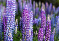 100 PERENNIAL LUPINE Blue Violet Lupinus Perennis Wild Lupine Sundial Purple Native Hummingbird Flower Seeds