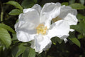 10 WHITE JAPANESE ROSE Rosa Rugosa Alba Bush Rugosa Rose Flower Seeds