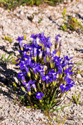 200 FRINGED GENTIAN Gentiana Crinita Gentianopsis Native Herb Blue Purple Flower Seeds