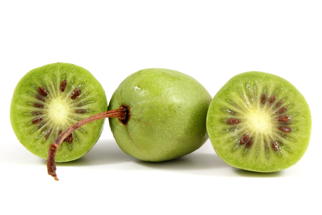 20 Variegated ARCTIC BEAUTY KIWI Fruit Edible Actinidia Kolomikta Vine Seeds