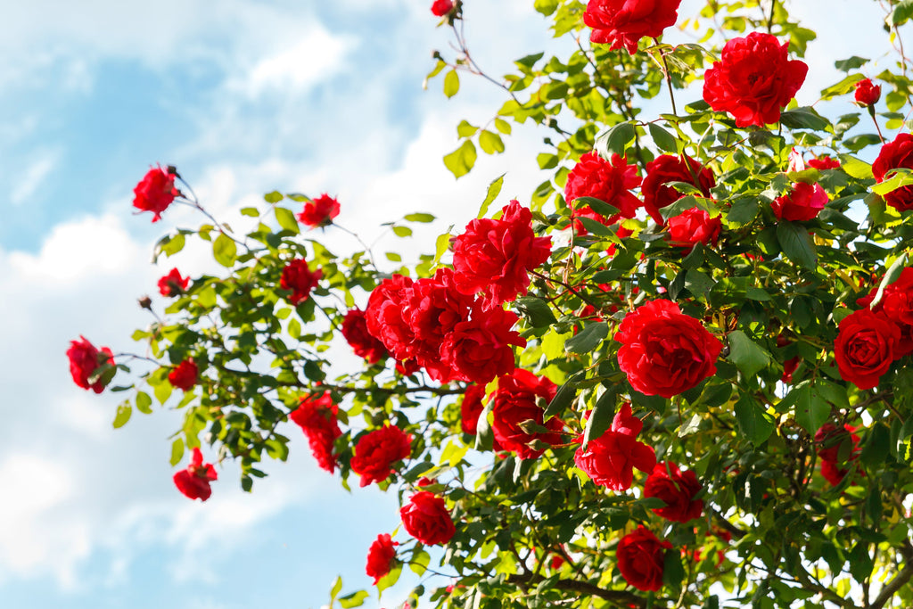 5 RED CLIMBING ROSE Rosa Bush Vine Climber Fragrant Butterfly Flower Seeds