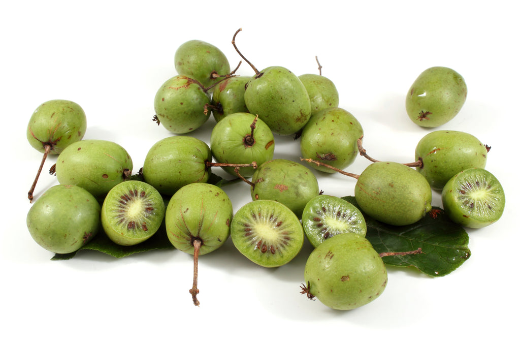 20 Variegated ARCTIC BEAUTY KIWI Fruit Edible Actinidia Kolomikta Vine Seeds