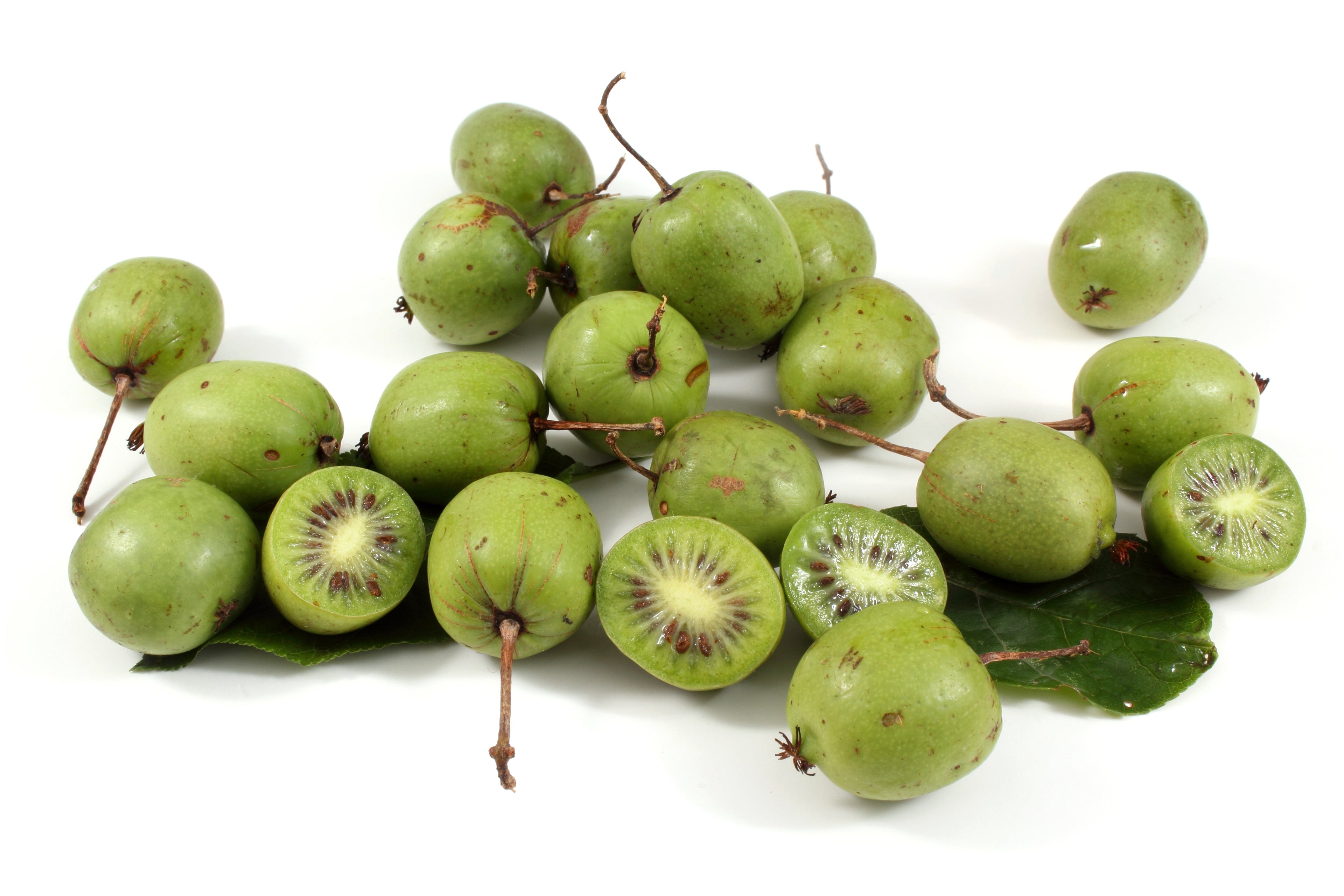 20 Variegated ARCTIC BEAUTY KIWI Fruit Edible Actinidia Kolomikta Vine Seeds