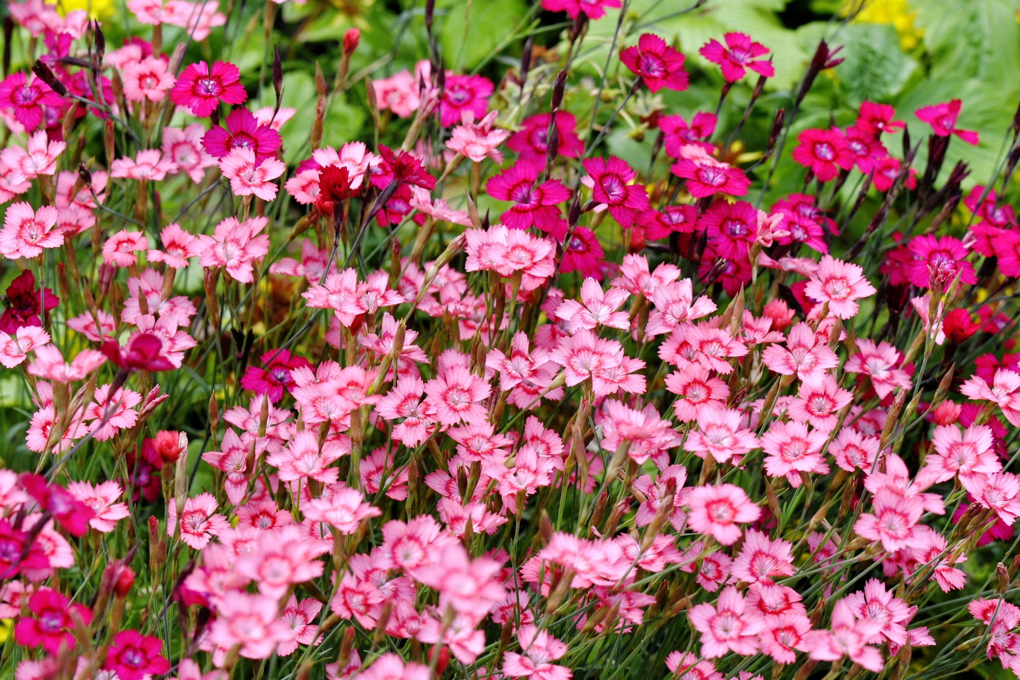 550 MAIDEN PINKS Mixed Colors Dianthus Deltoides Flower Seeds