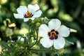 10 SIMPLY LOVE HIBISCUS (Flower of the Hour / Baldder Hibiscus) Hibiscus Trionum Flower Seeds