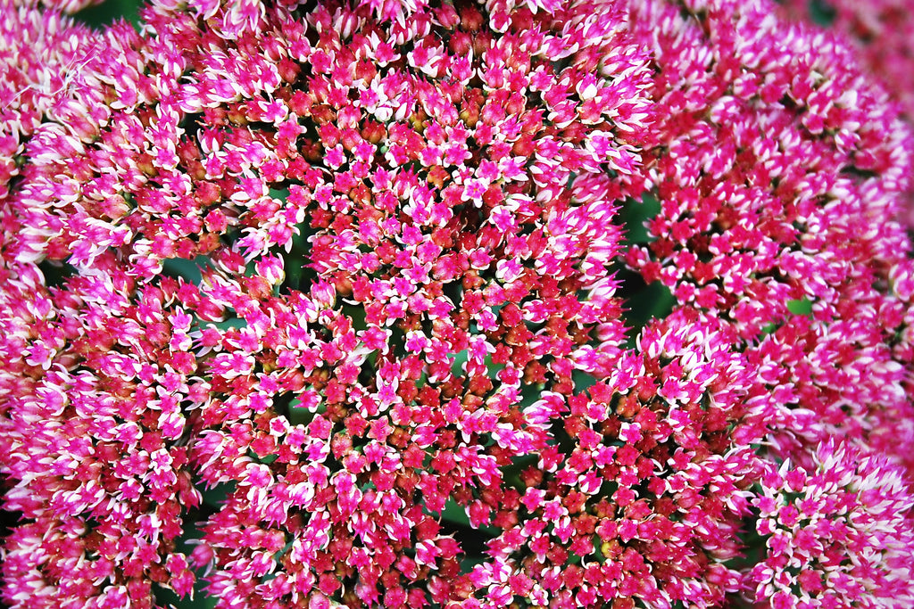10 EMPEROR'S WAVE SEDUM Red Upright Telephium Succulent Stonecrop Flower Hylotelephium Seeds
