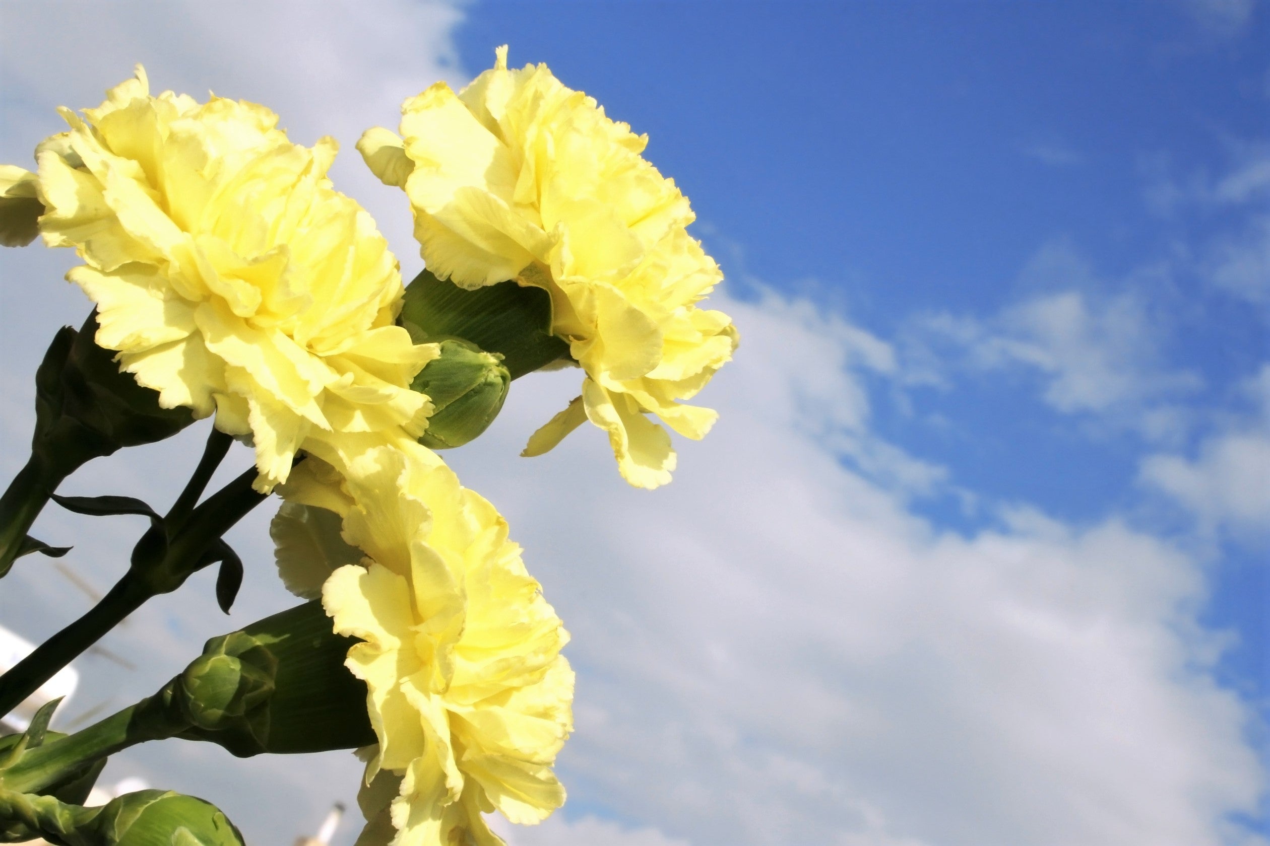 50 YELLOW CARNATION Dianthus Caryophyllus Grenadin Double Flower Seeds