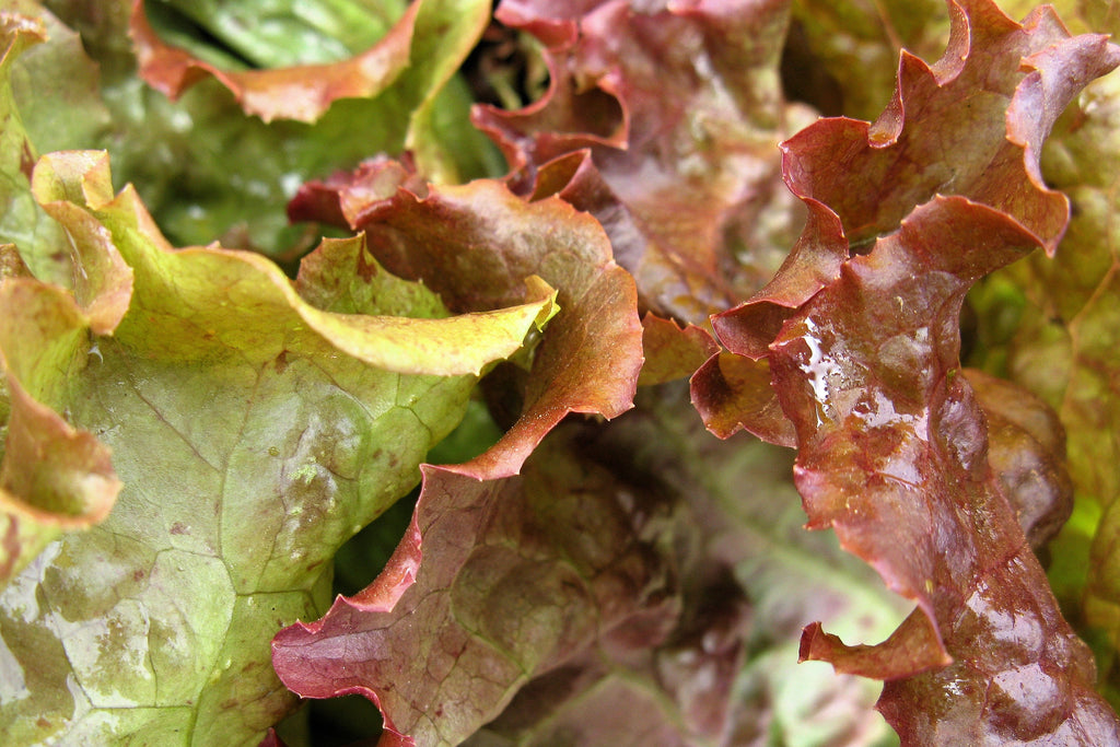 3000 PRIZEHEAD LETTUCE Loose Leaf Early Prize Head Red Lactuca Vegetable Seeds