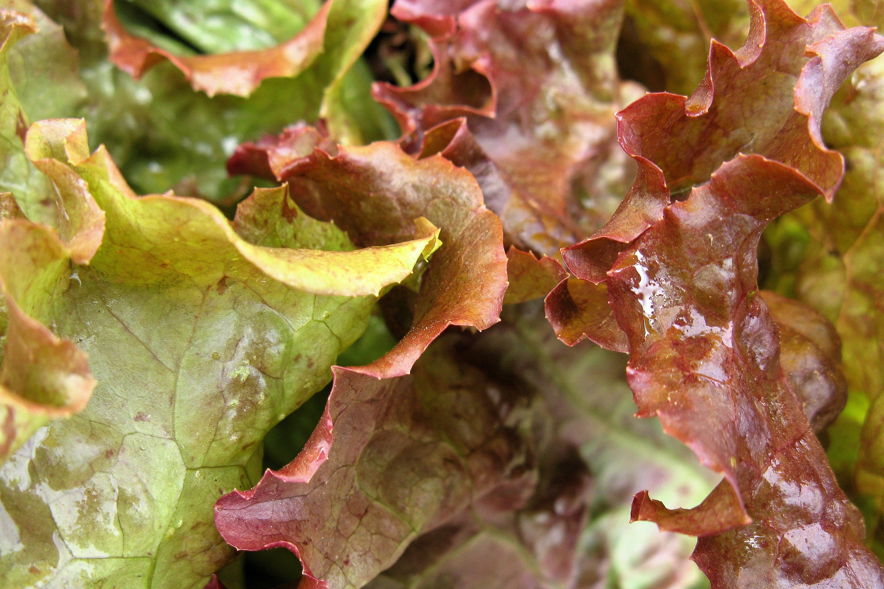 3000 PRIZEHEAD LETTUCE Loose Leaf Early Prize Head Red Lactuca Vegetable Seeds