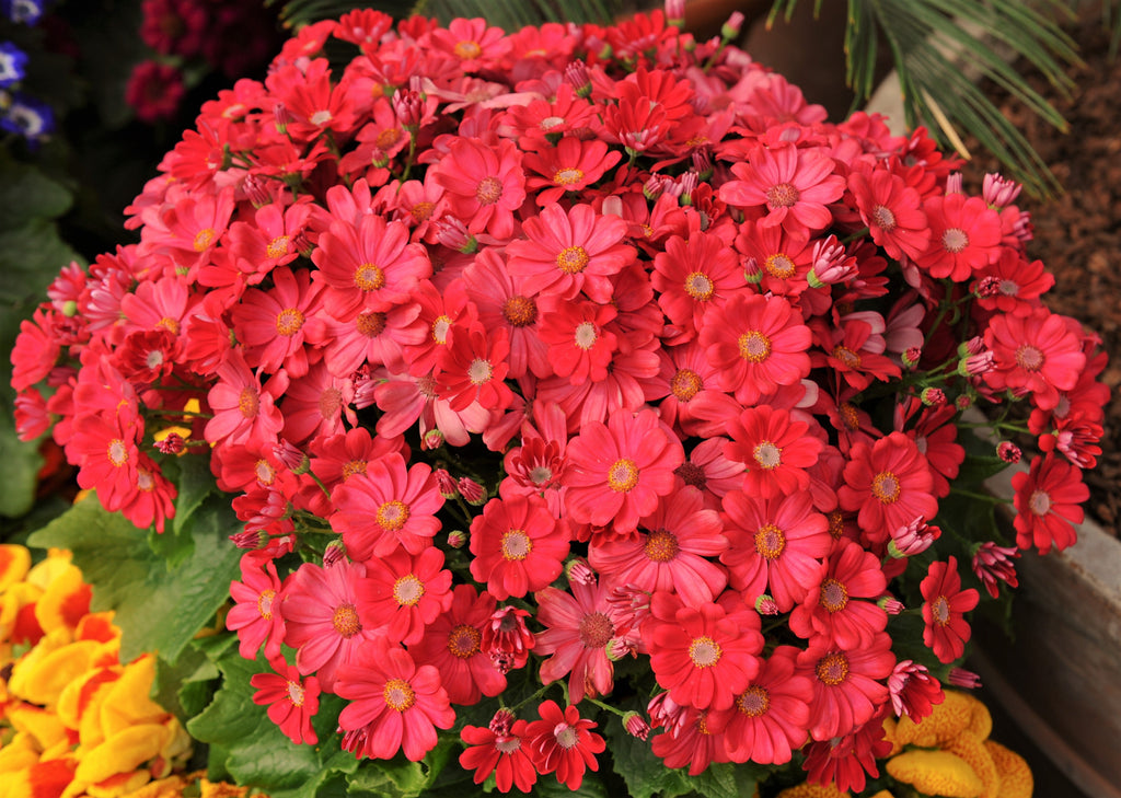 100 CRIMSON FAIRY PRIMROSE Red Primula Malacoides Baby Primrose Shade Houseplant Flower Seeds