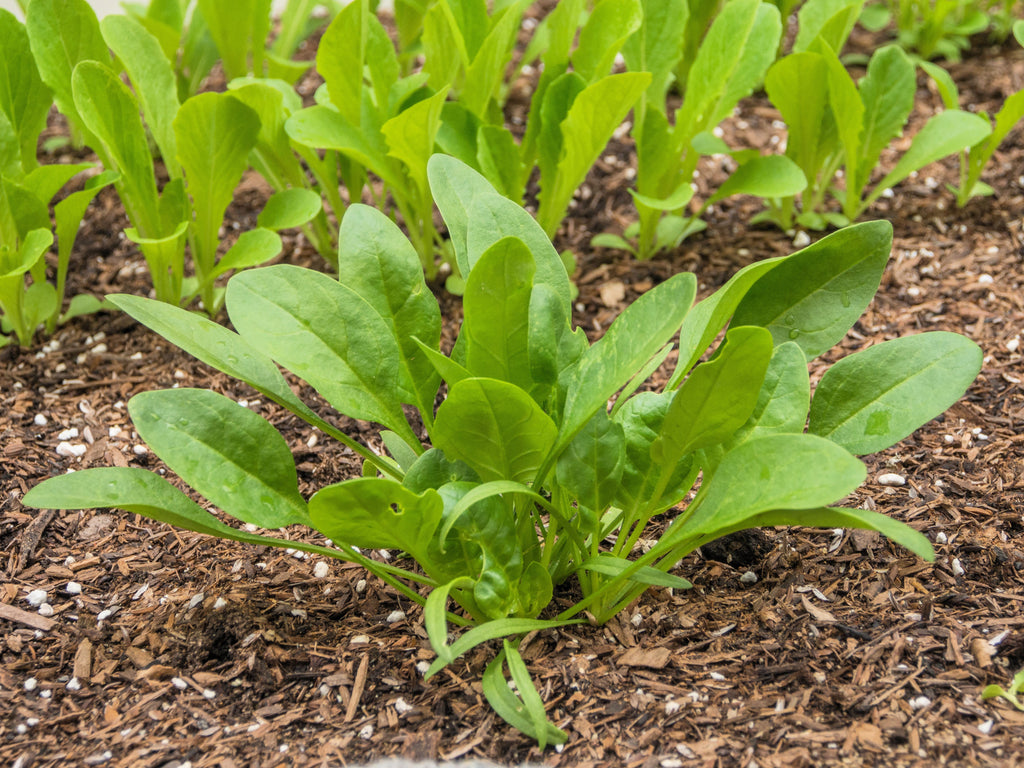 400 Monstrueux De VIROFLAY SPINACH French Spinacia Oleracea Vegetable Seeds