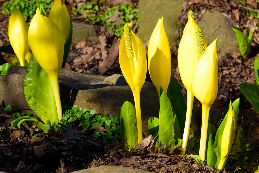 10 Yellow SWAMP LANTERN Moist Lysichiton Americanus Skunk Cabbage Flower Seeds