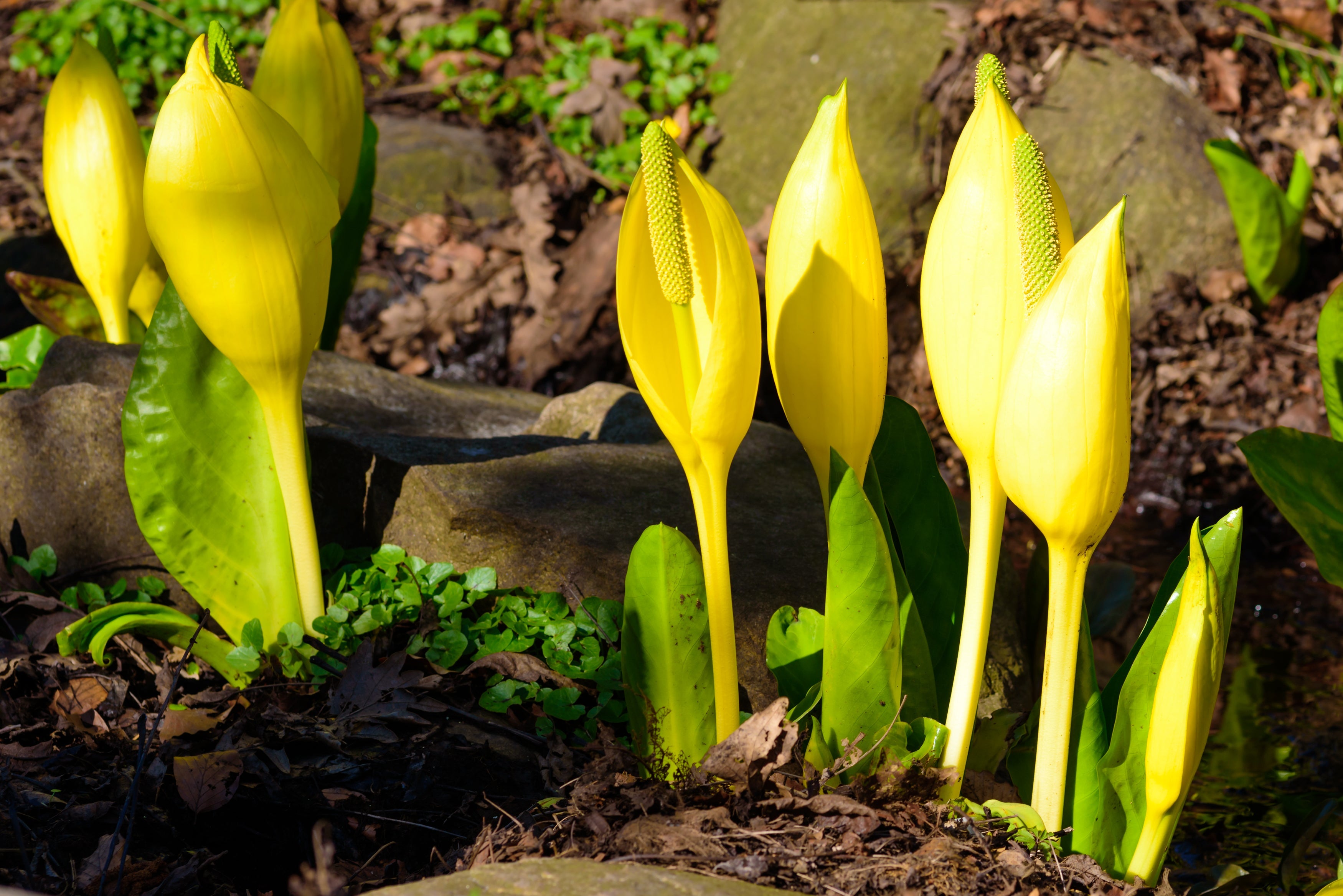 10 Yellow SWAMP LANTERN Moist Lysichiton Americanus Skunk Cabbage Flower Seeds