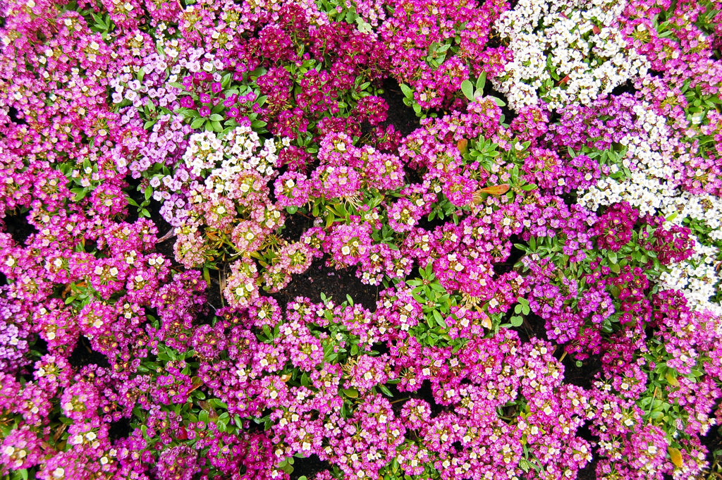 500 Sweet ALYSSUM PASTEL CARPET Mix Lobularia Maritima Flower Seeds