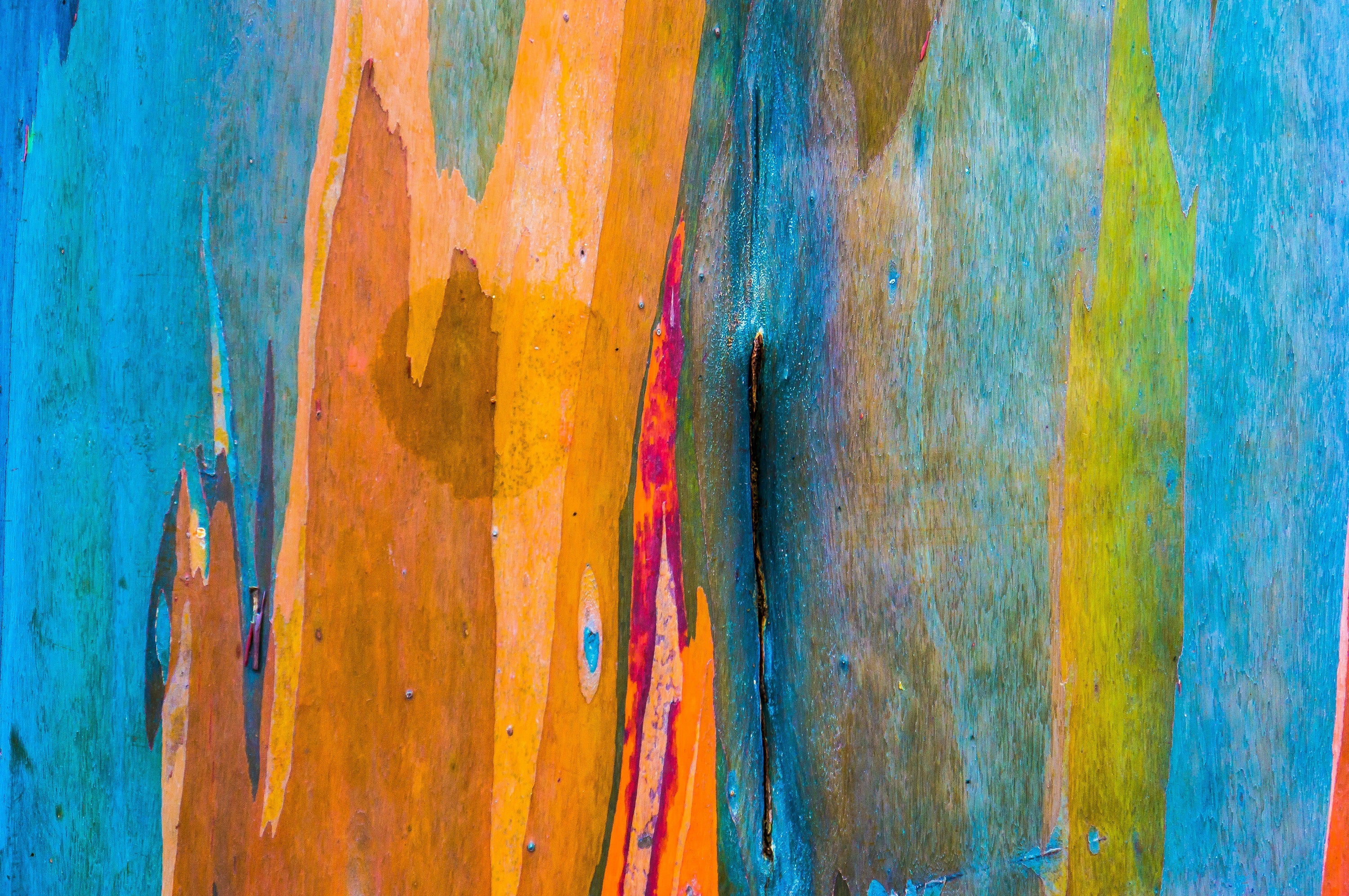 50 RAINBOW EUCALYPTUS Deglupta Gum Multicolor Bark Tree Seeds