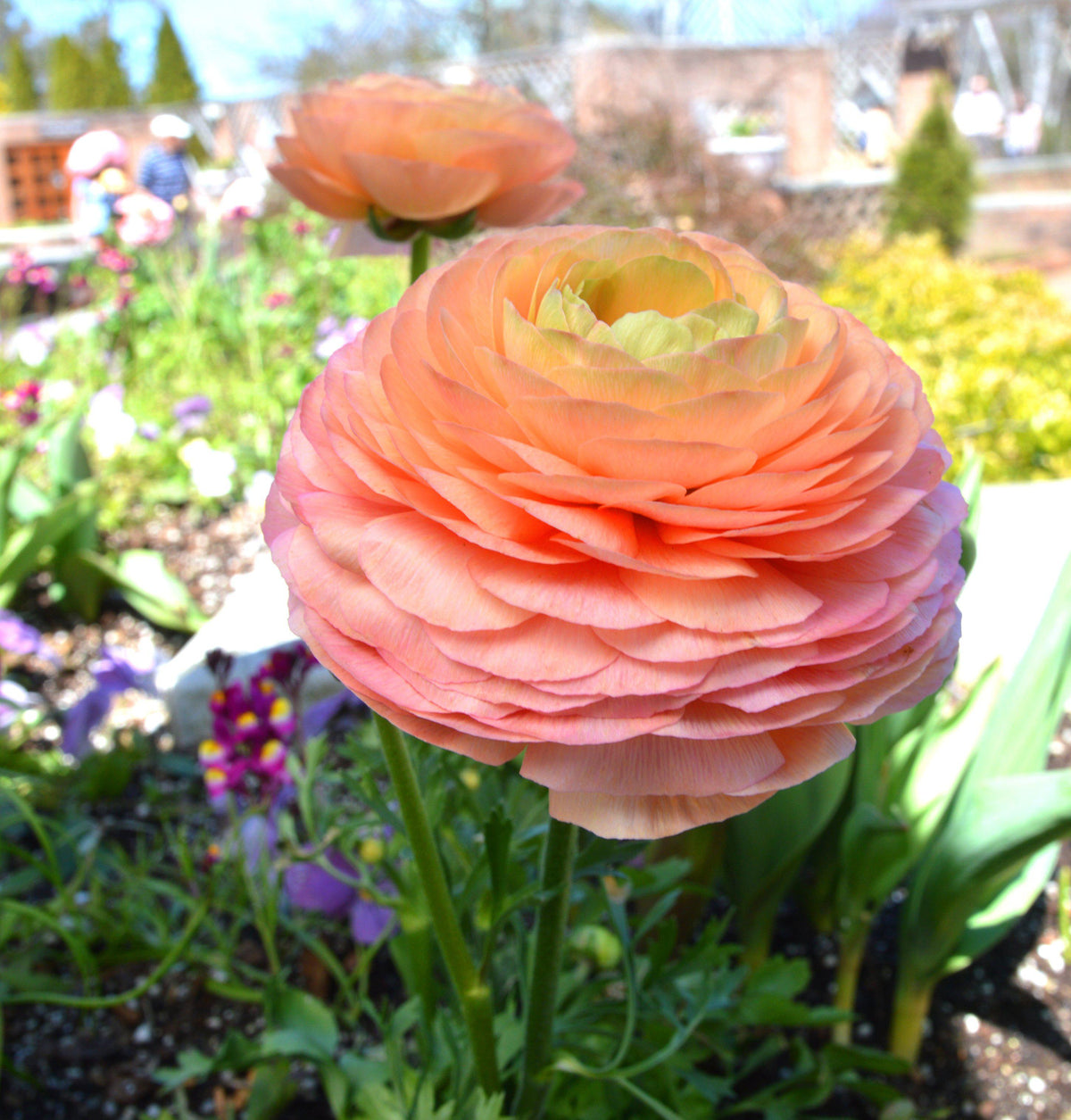 Ranunculus - Tecolote Salmon