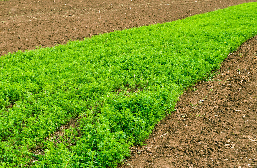 2000 ALFALFA Medicago Sativa Flower Plant Seeds
