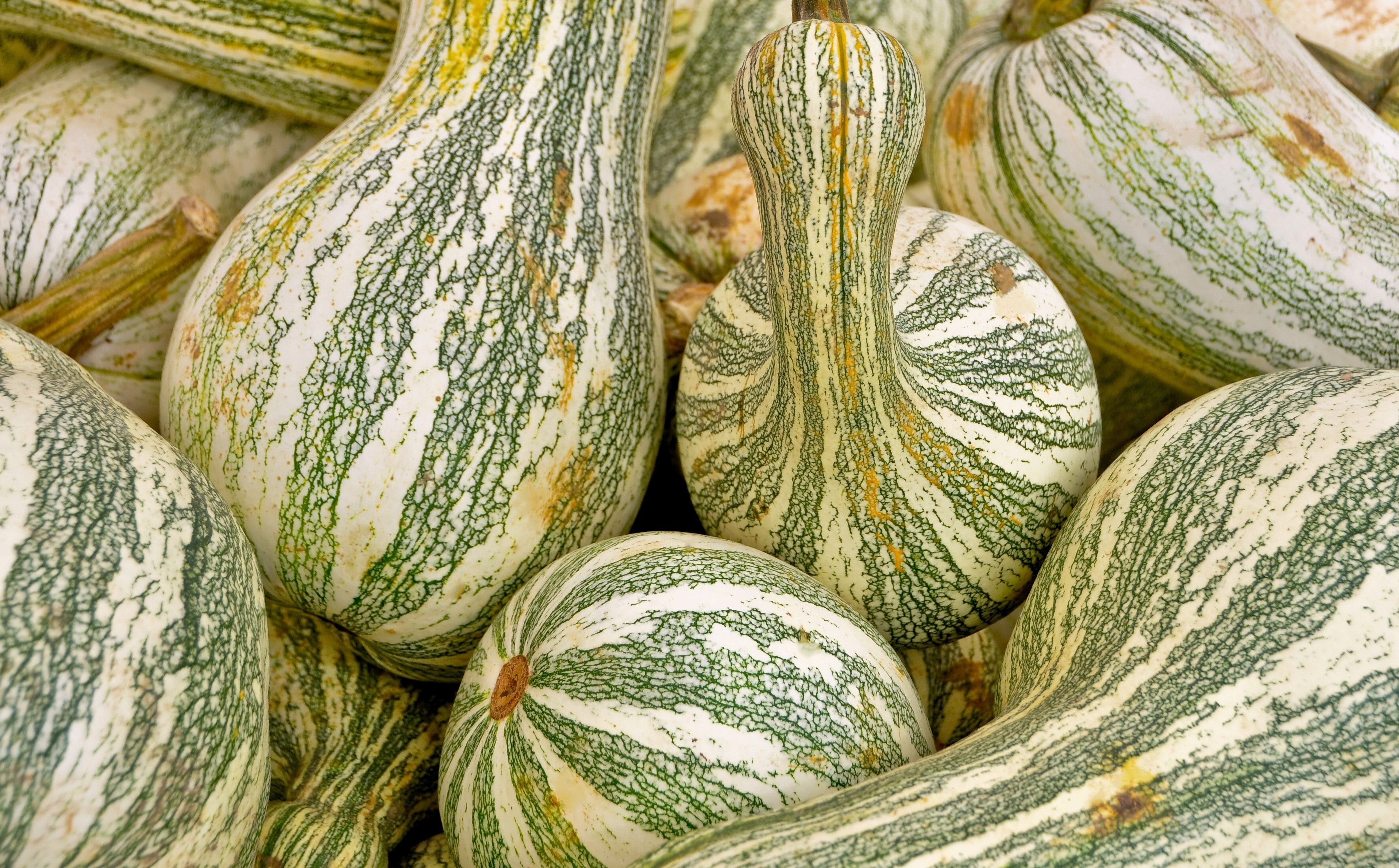 30 Green Striped CUSHAW SQUASH PUMPKIN (Tennessee Sweet Potato Squash) Cucurbita Mixta Vegetable Seeds