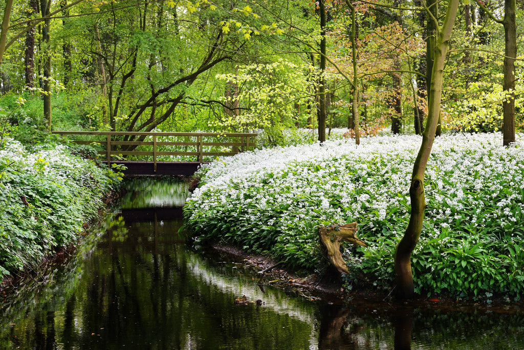 10 RAMSONS / WILD Bear GARLIC Allium Ursinum Vegetable Herb White Flower Seeds