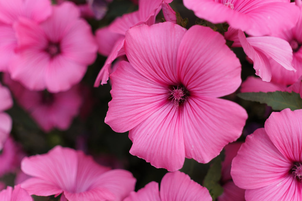 200 ROSE MALLOW MIX (Bush Mallow) Hibiscus Lavatera Trimestris Flower Seeds