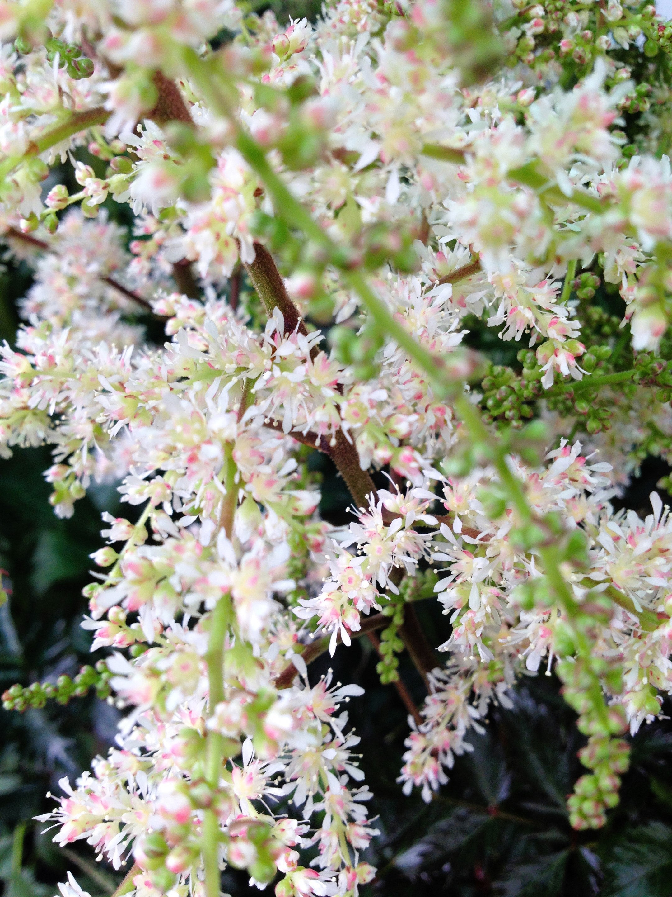 100 White OCEANSPRAY Shrub Creambush Mountain Spray Holodiscus Flower Seeds