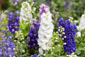 100 ROCKET LARKSPUR DELPHINIUM Consolida Giant Imperial Mixed Colors Flower Seeds