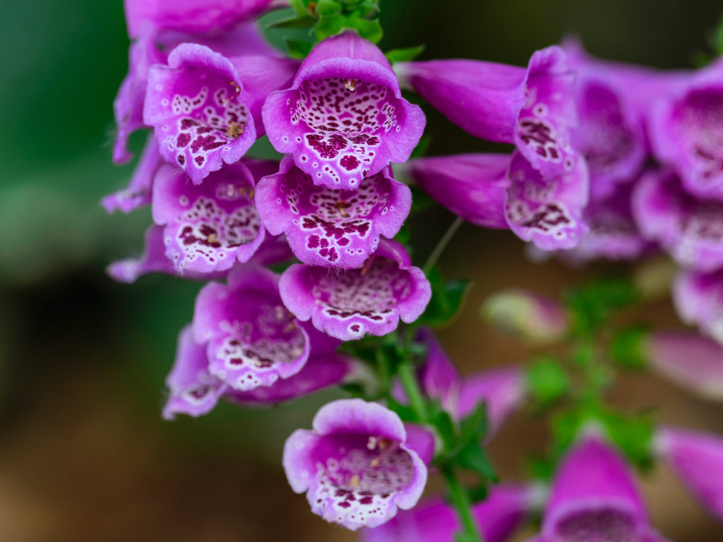 1000 PURPLE FOXGLOVE Digitalis Purpurea Flower Seeds