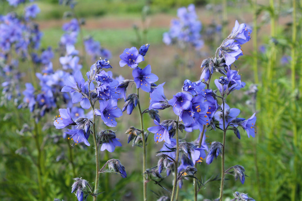 100 BLUE PEARL POLEMONIUM ( Jacobs Ladder ) Polemonium Caeruleum Flower Seeds