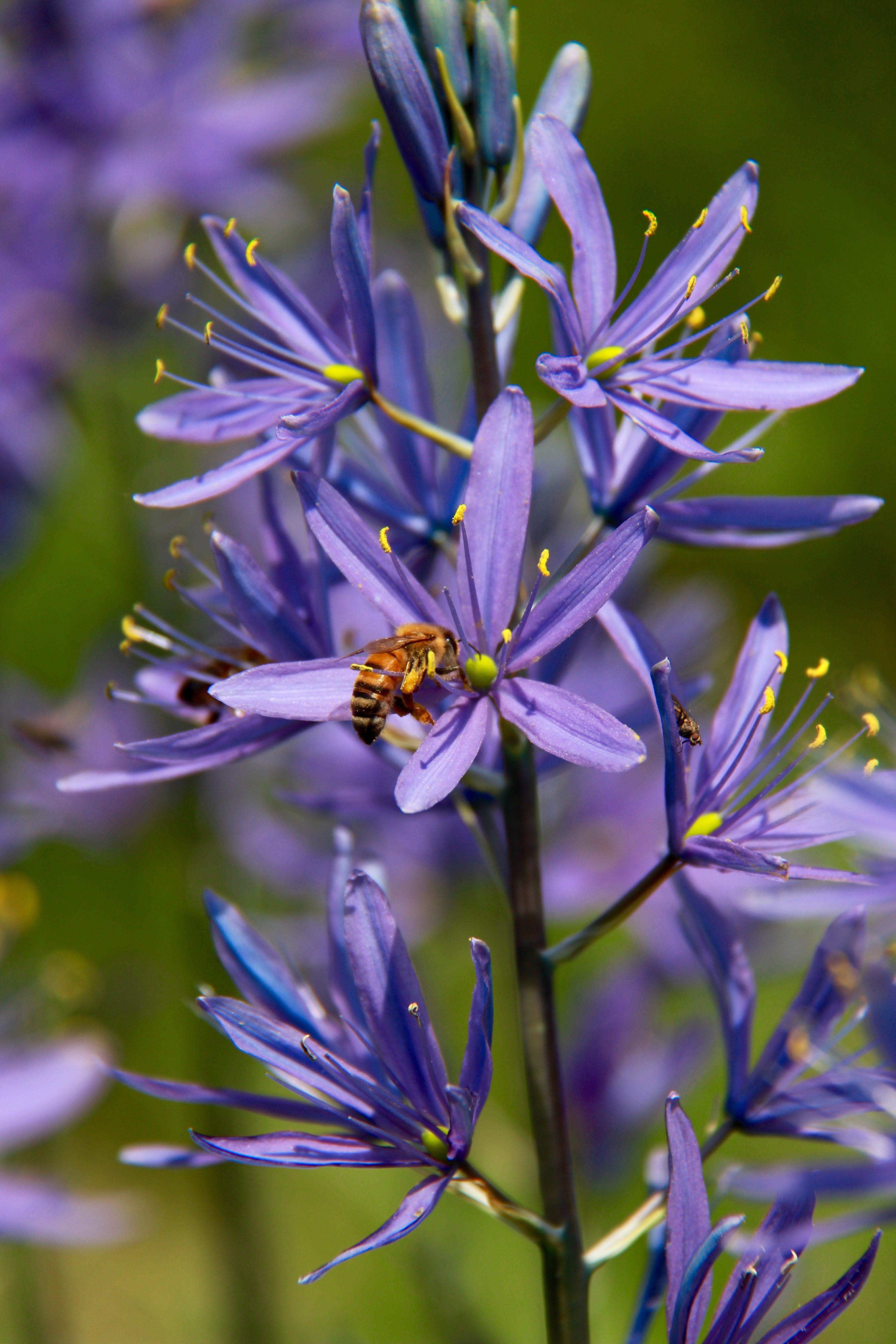 30 BLUE CAMAS Camass Lily Wild Indian Hyacinth Camassia Quamash Flower Herb Seeds