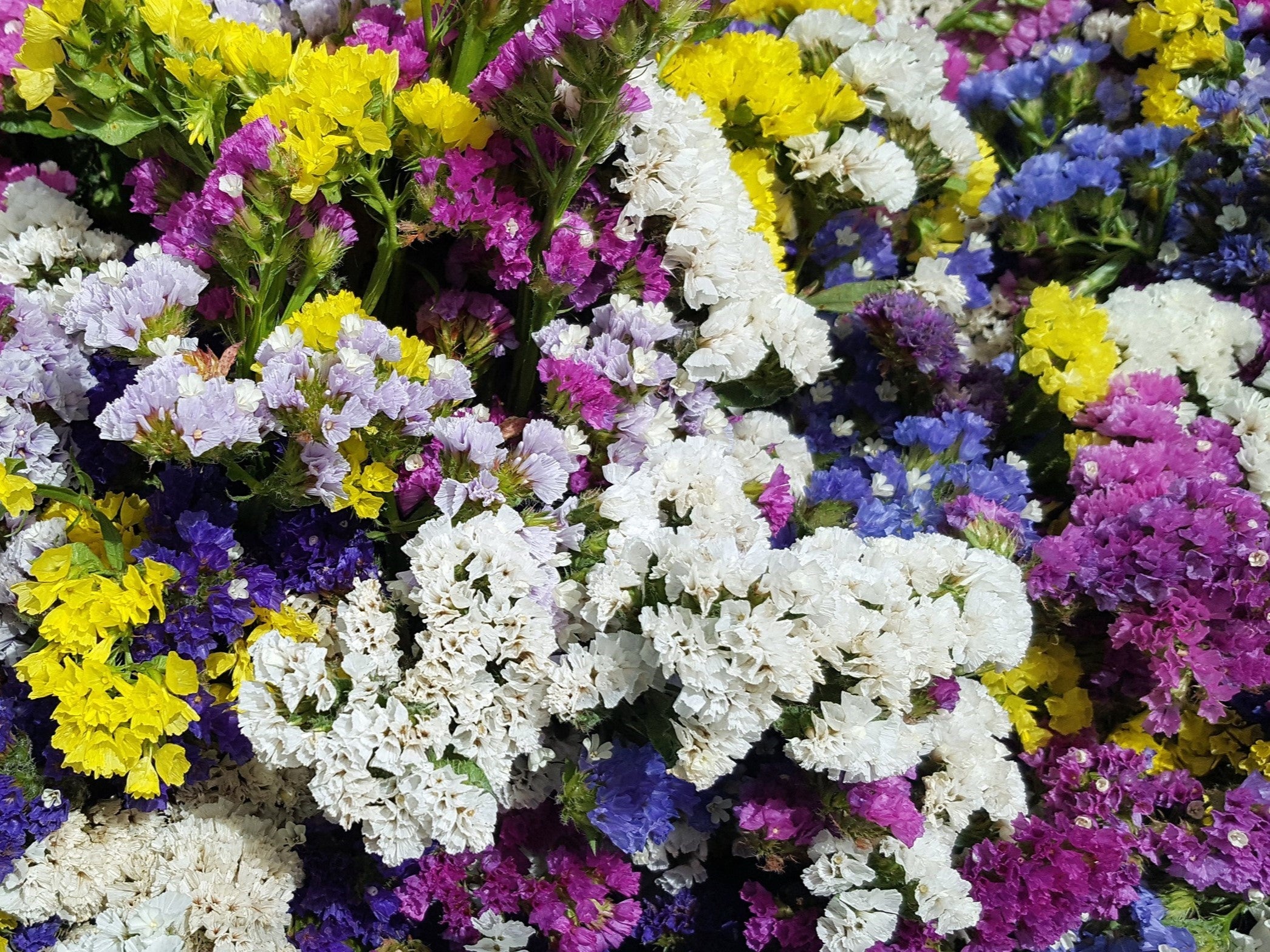 50 Pacific Mix STATICE (Sea Lavender) Mixed Colors  Limonium Sinuatum Flower Seeds