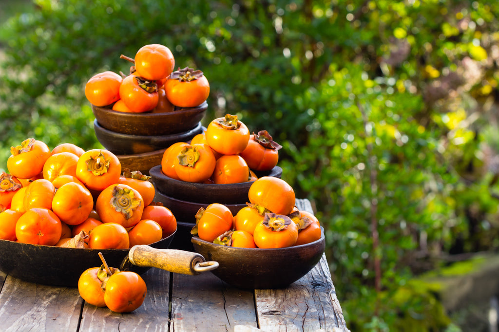 5 JAPANESE PERSIMMON Tree Asian Diospyros Kaki Orange Red Fruit Flower Seeds