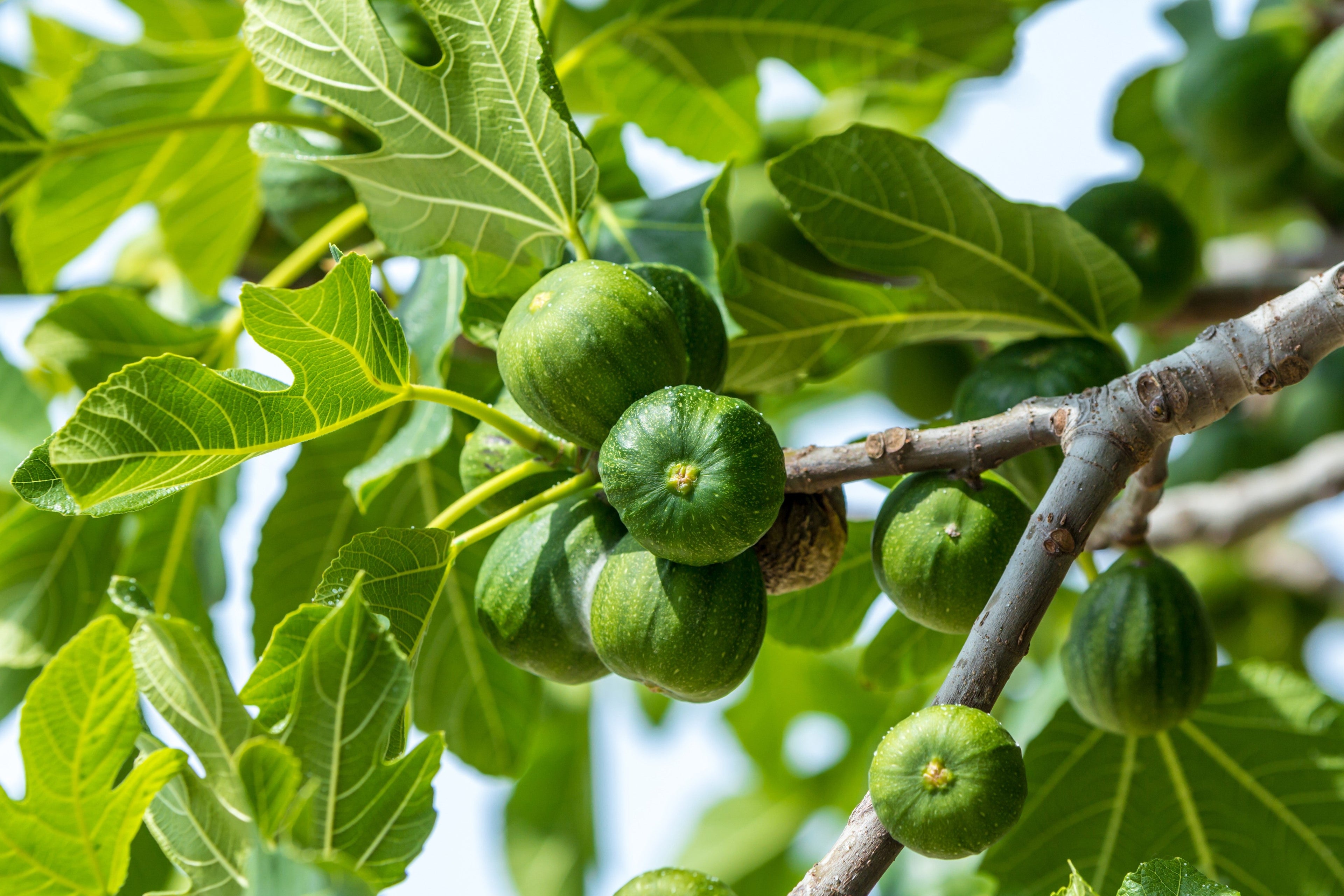 30 COMMON Edible FIG TREE Ficus Carica Purple Brown Skin Pink Flesh Fruit Seeds