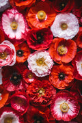1000 Mixed Colors DOUBLE SHIRLEY POPPY Papaver Rhoeas Flower Seeds