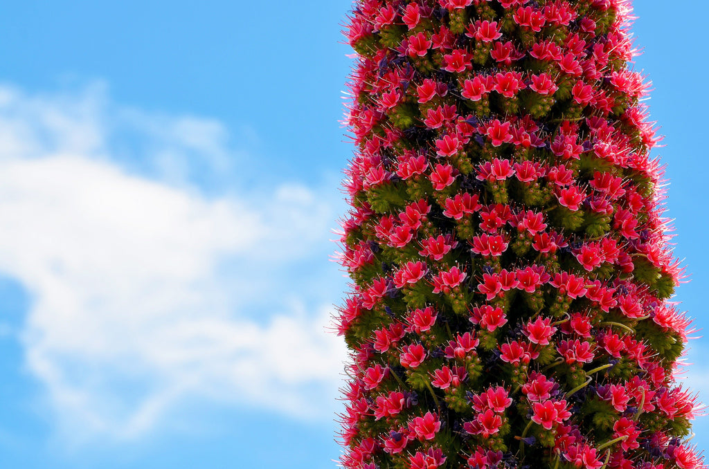 25 TOWER OF JEWELS Red Bugloss Echium Wildpretii Ruby Hummingbird Flower Seeds