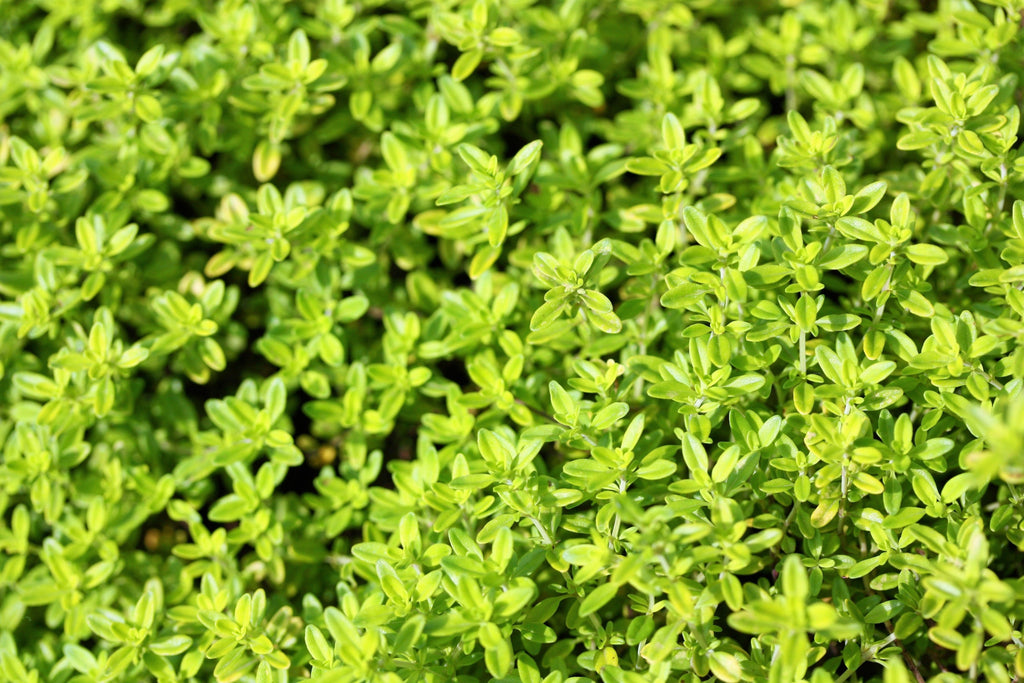1000 LEMON THYME Thymus Pulegioides Herb Purple Flower Fragrant Evergreen Seeds