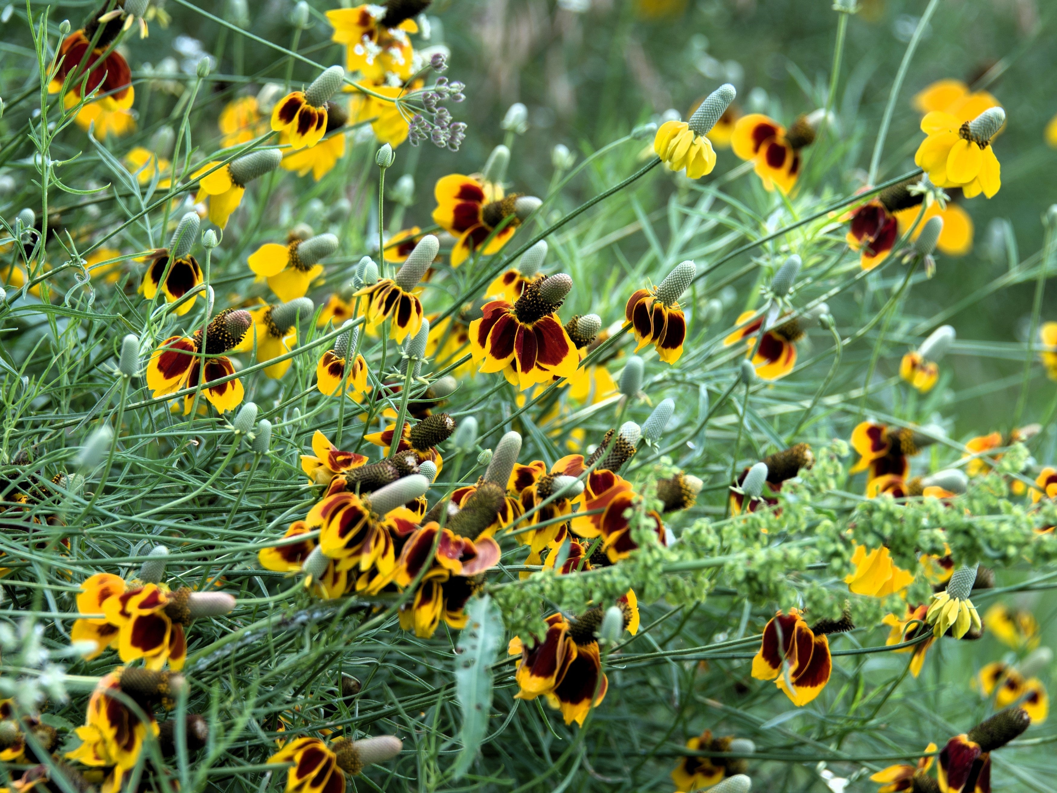 500 MEXICAN HAT Ratibida Columnaris Columnifera Red & Yellow Native Flower Seeds
