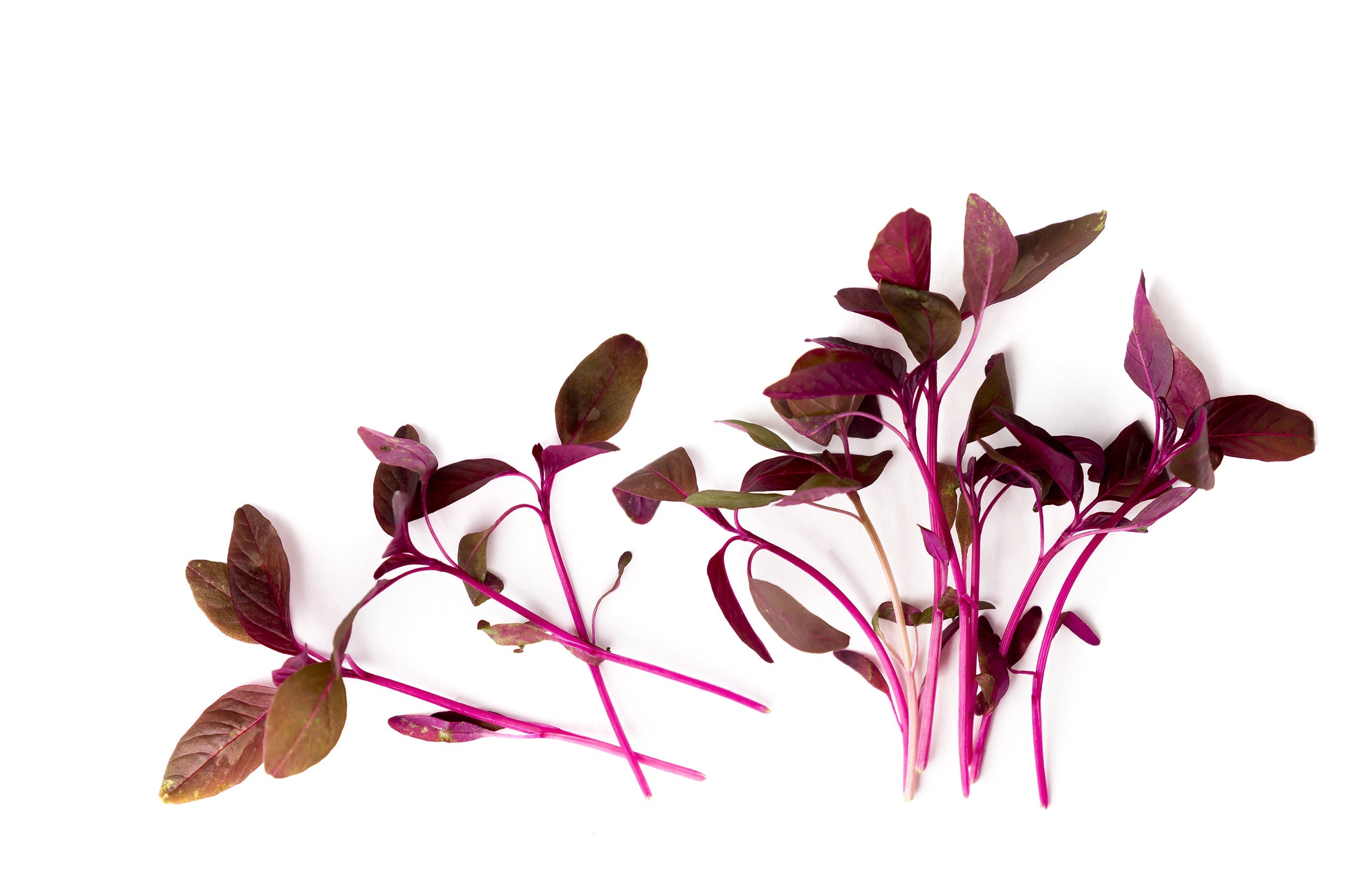 50 Organic RED AZTEC SPINACH Huauzontle Chenopodium Berlandieri Greens Vegetable Seeds