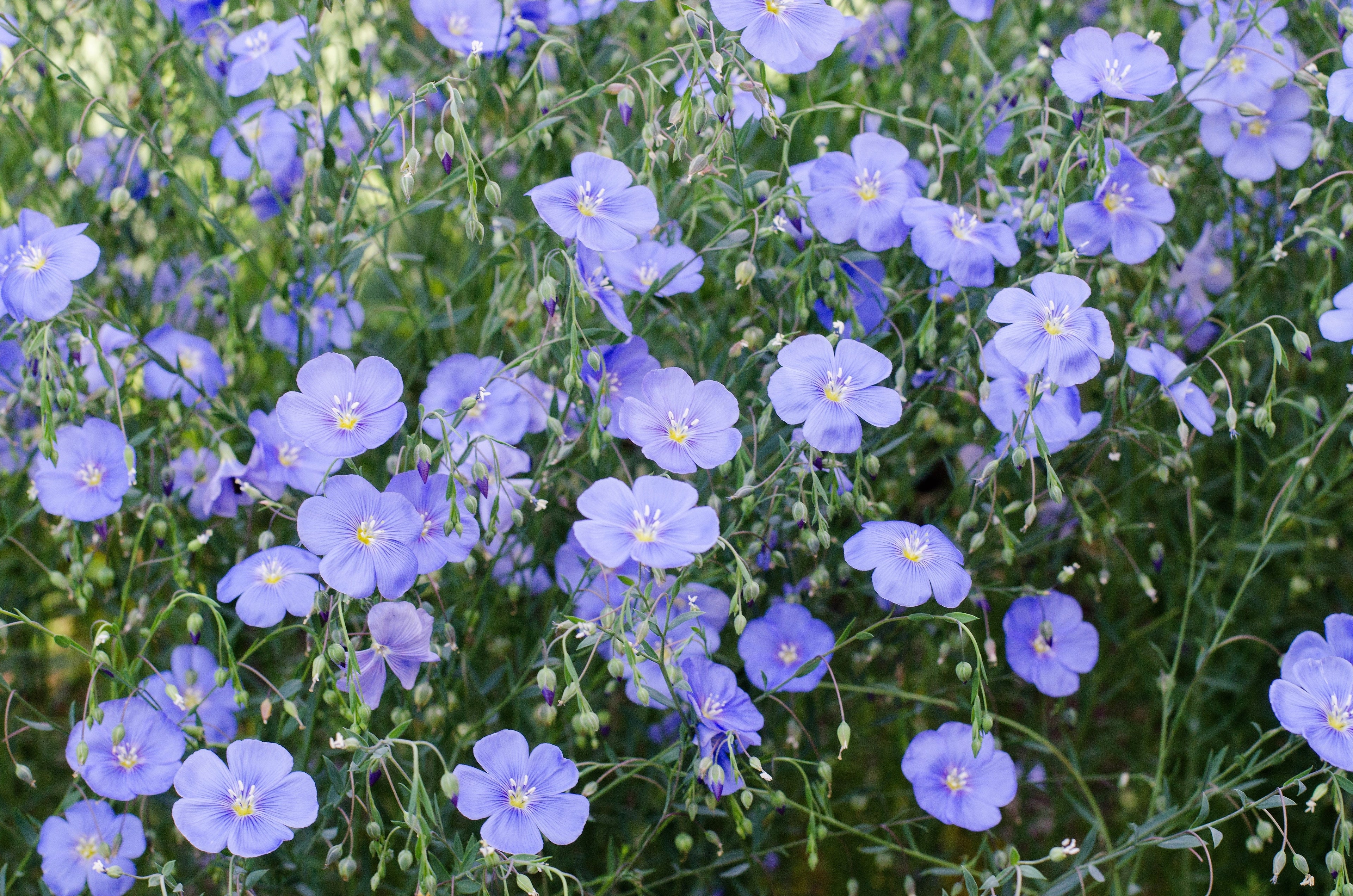 100 BLUE FLAX (Prairie Flax / Lewis Blue Flax) Linum Perenne Lewisii Flower Seeds