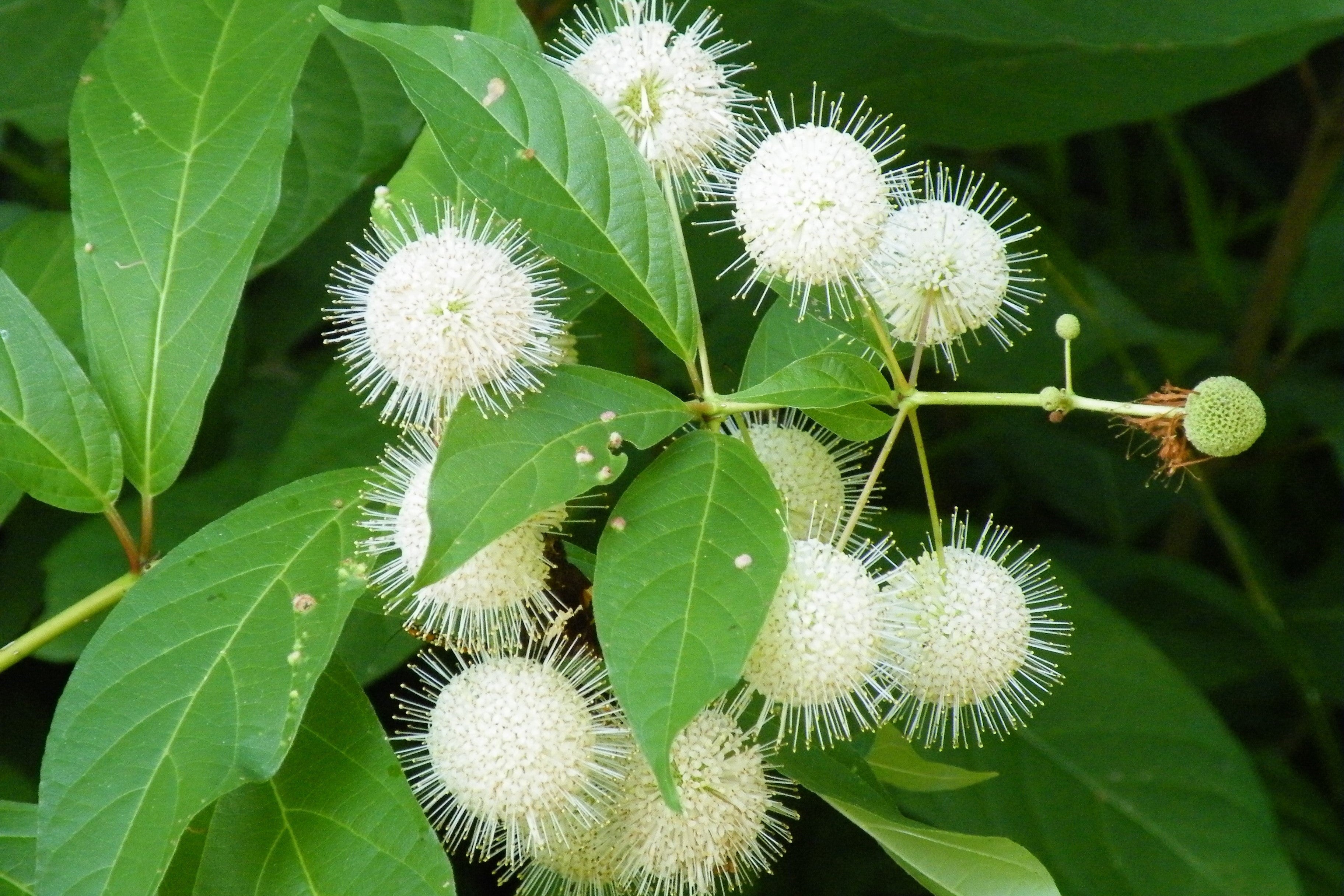 50 BUTTONBUSH / HONEYBALL Cephalanthus Occidentalis White Hummingbird Flower Bush Shrub Seeds