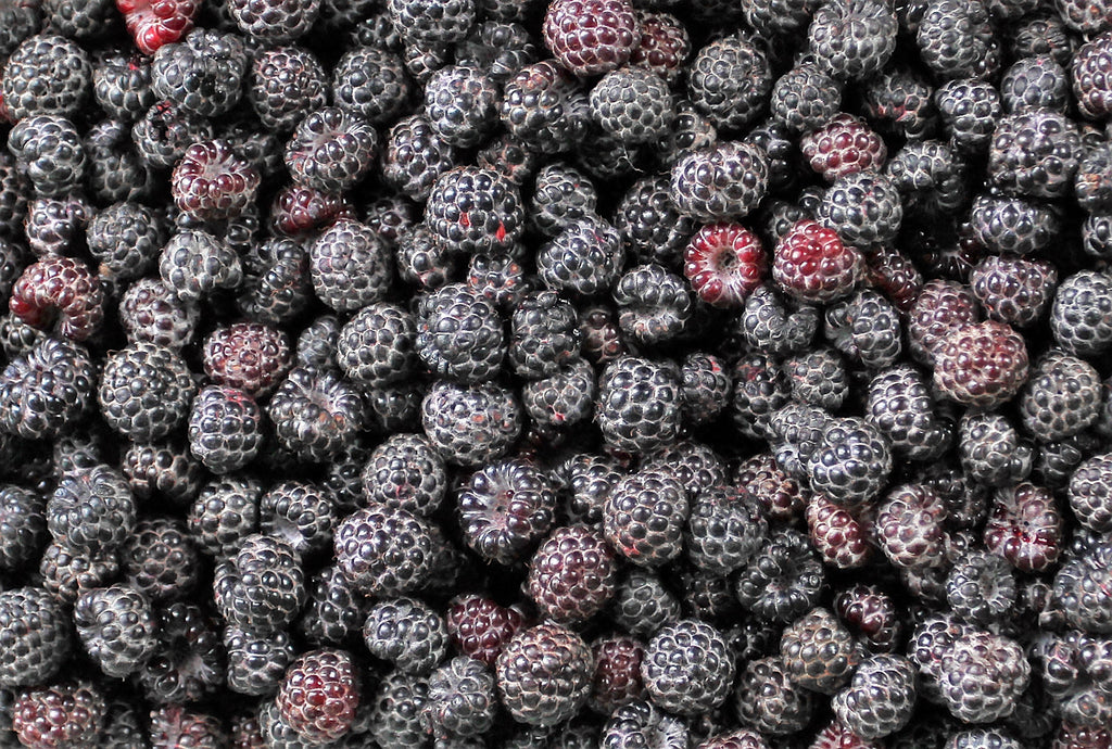 50 BLACK RASPBERRY Rubus Leucodermis Fruit Bush Vine Seeds