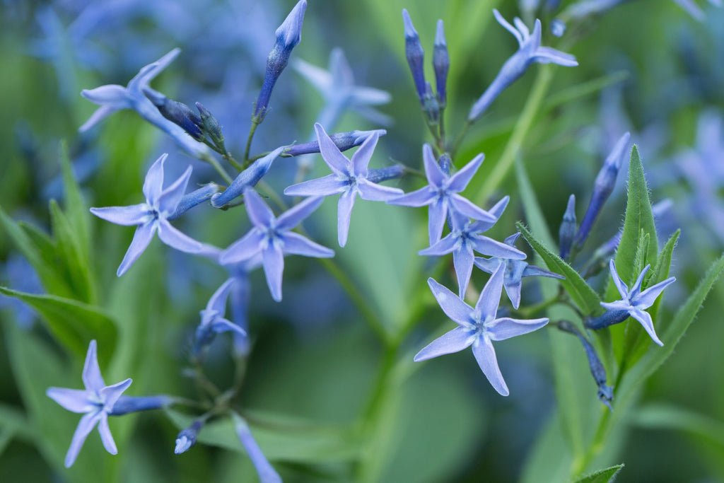10 SHINING BLUESTAR Ozark or Showy Blue Star Amsonia Illustris Flower Seeds