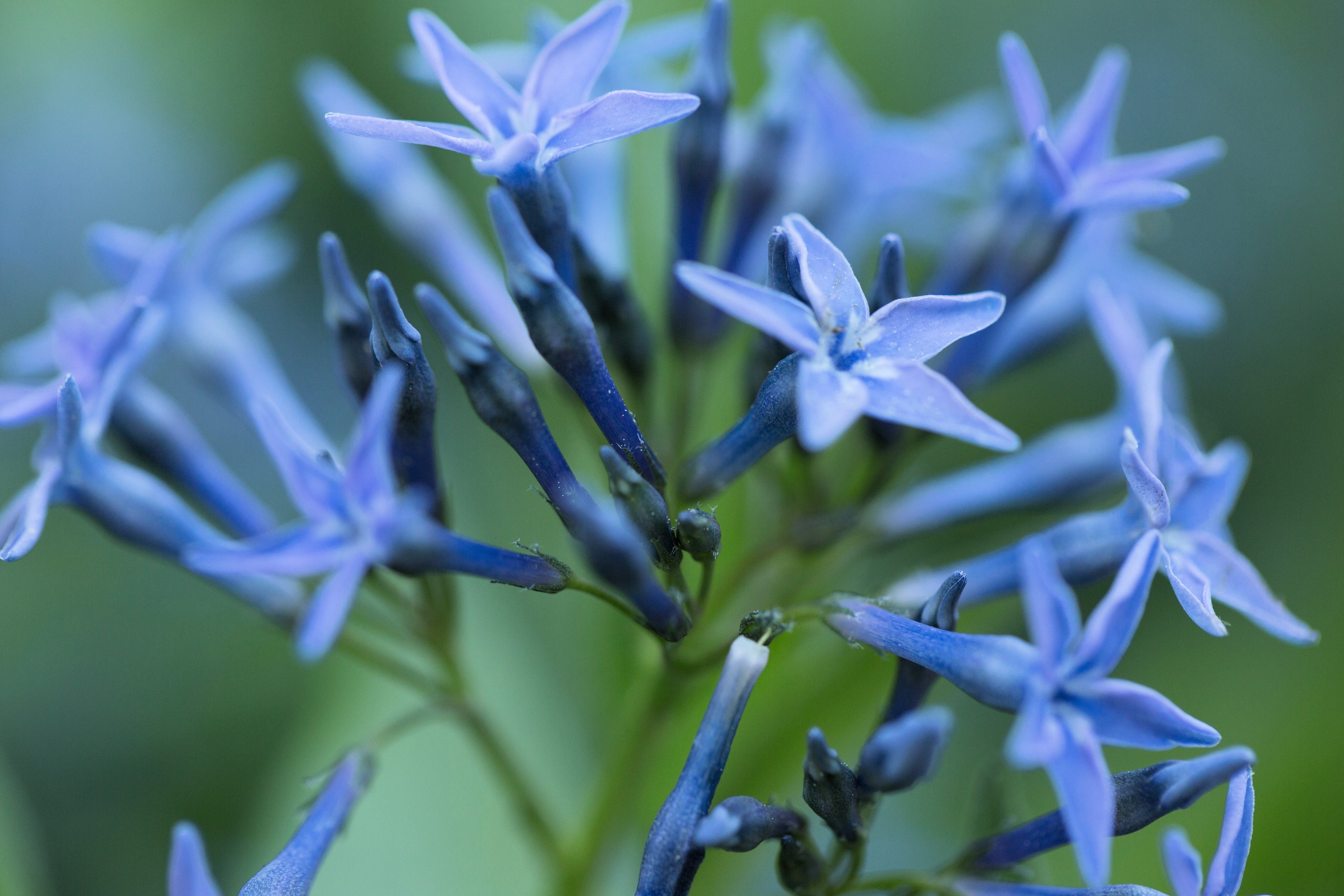 10 SHINING BLUESTAR Ozark or Showy Blue Star Amsonia Illustris Flower Seeds