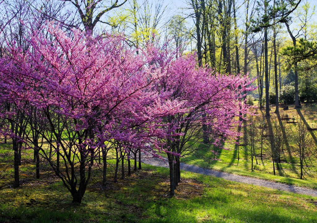 20 Eastern REDBUD TREE Cercis Canadensis Pink Flowering Native Tree Seeds