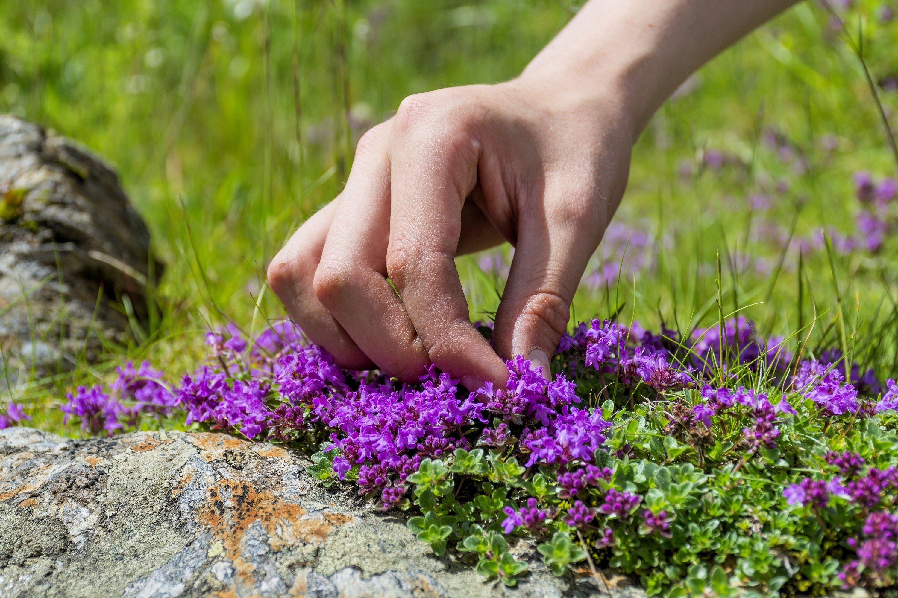 100 MOTHER OF THYME aka Lemon Broadleaved Large Thyme Thymus Pulegioides Herb Pink Flower Seeds