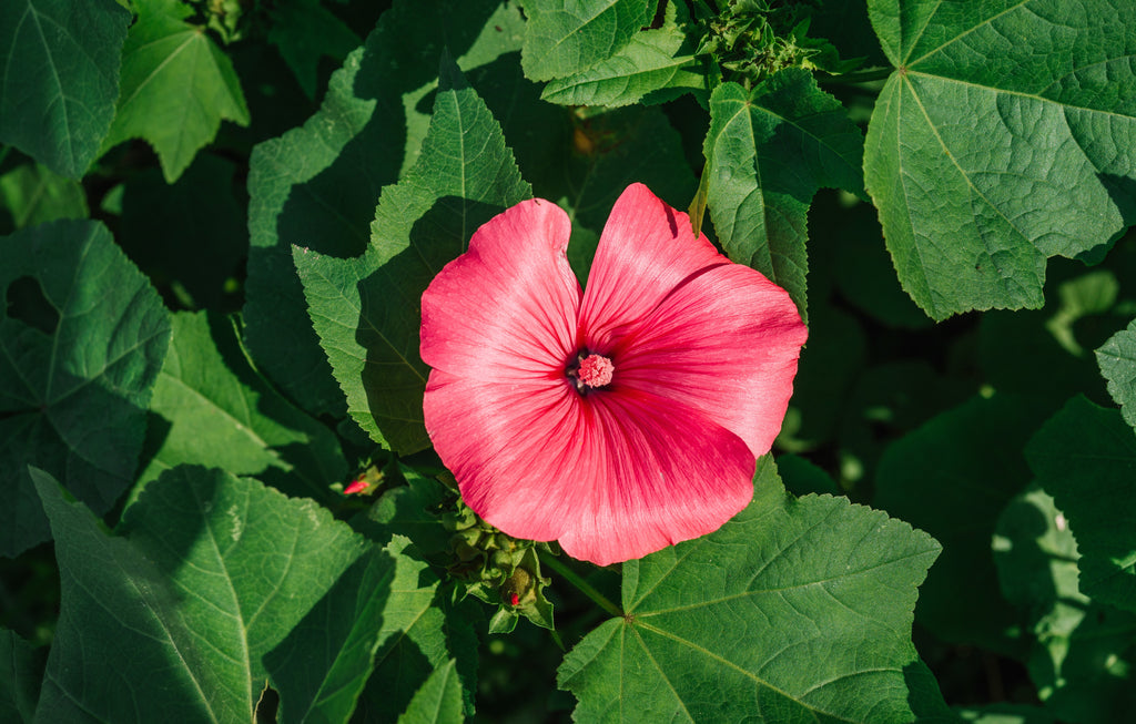 200 ROSE MALLOW MIX (Bush Mallow) Hibiscus Lavatera Trimestris Flower Seeds