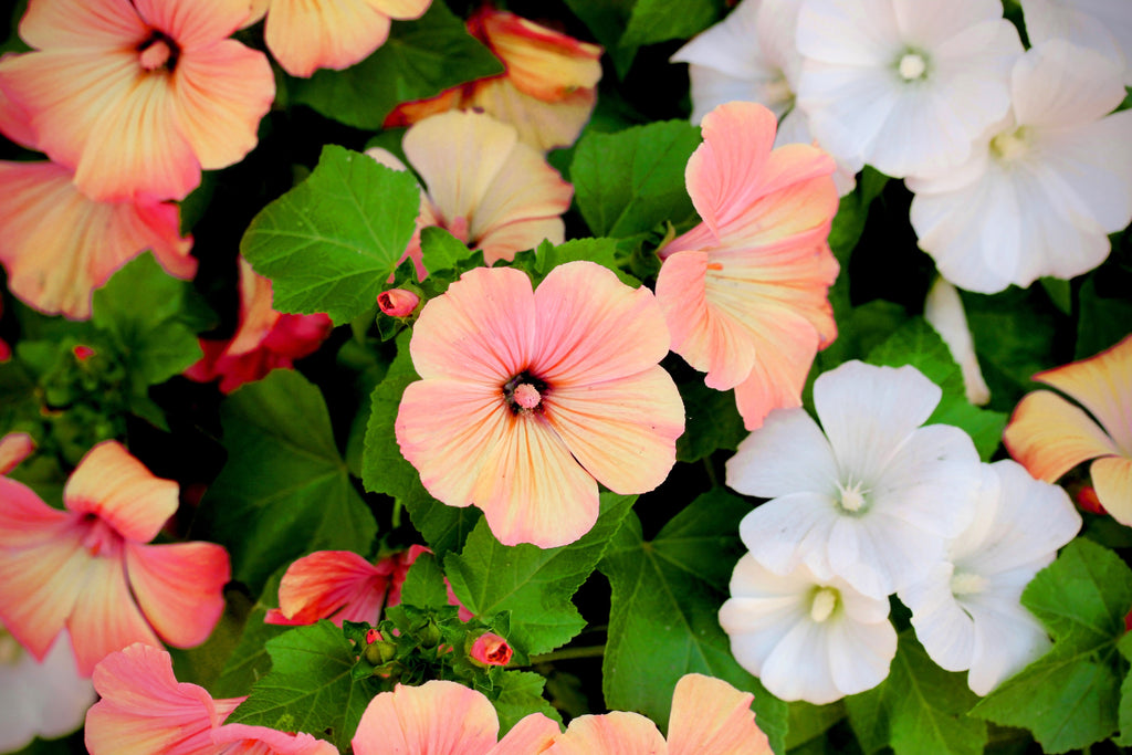 200 ROSE MALLOW MIX (Bush Mallow) Hibiscus Lavatera Trimestris Flower Seeds