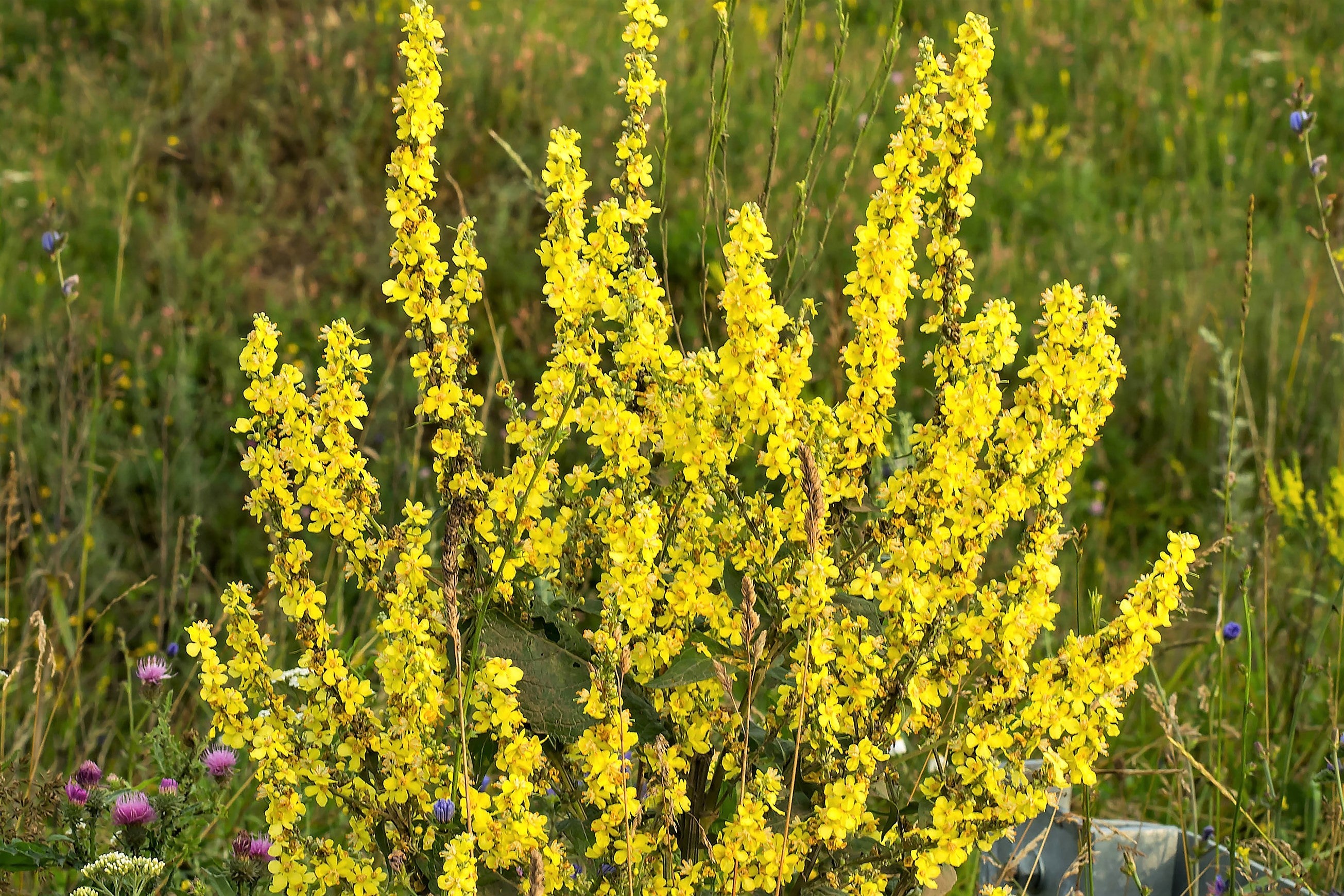 150 YELLOW VERBASCUM Thapsus Common Mullein Flower Herb Seeds