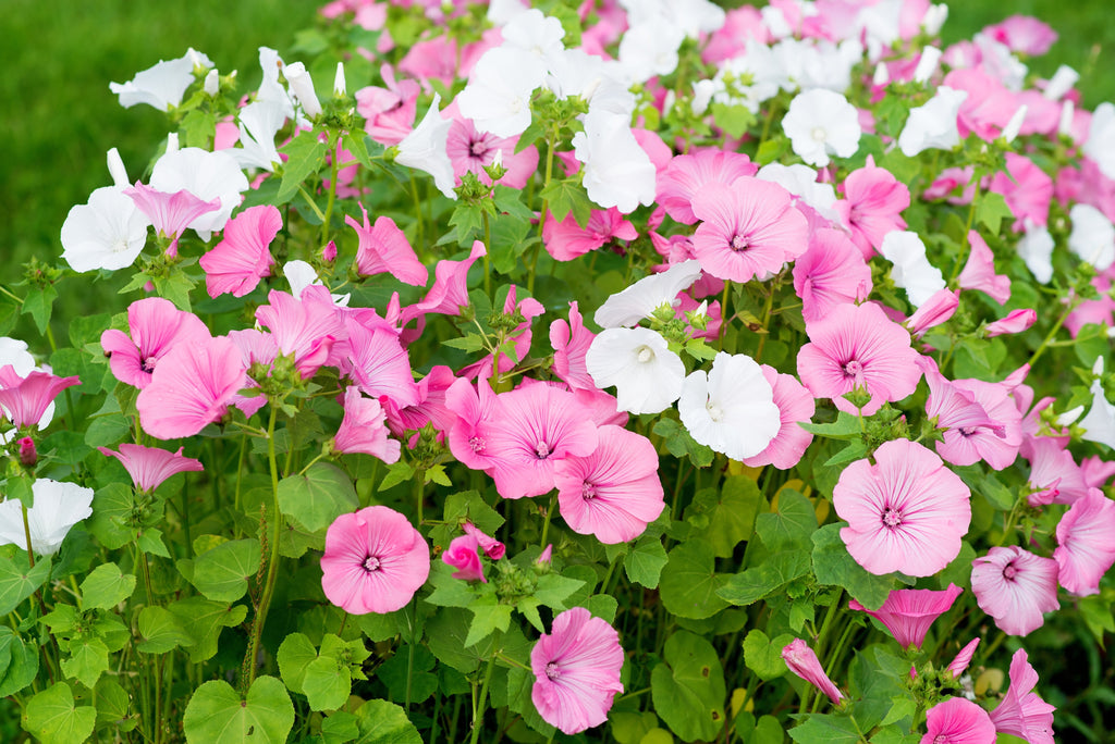 200 ROSE MALLOW MIX (Bush Mallow) Hibiscus Lavatera Trimestris Flower Seeds